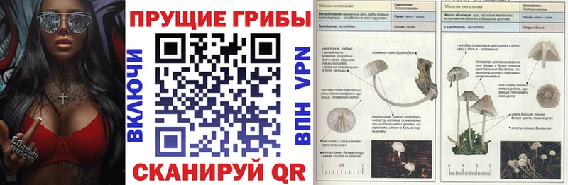 Купить  Ельня  Псилоцибиновые грибы Magic Shrooms 